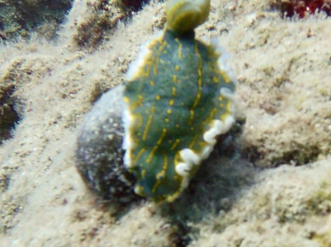 Coral Diving Crete-Anissaras必去景点