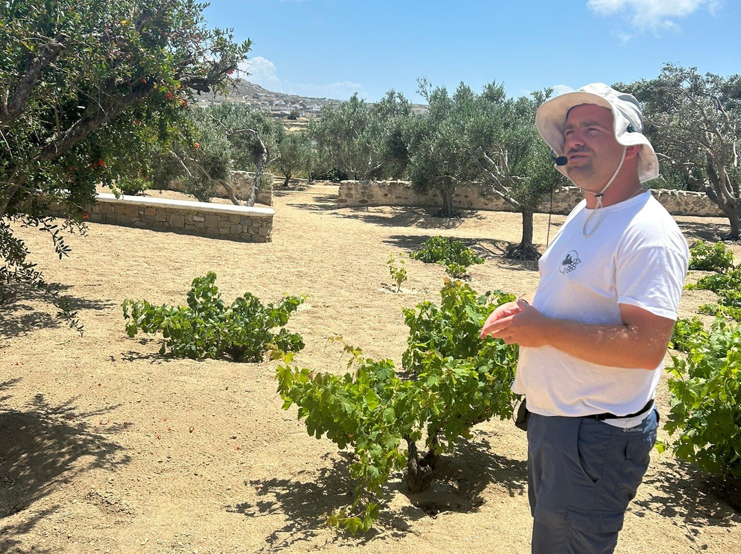 Tour In Mykonian Land & Wine Tasting-Marathi必去景点
