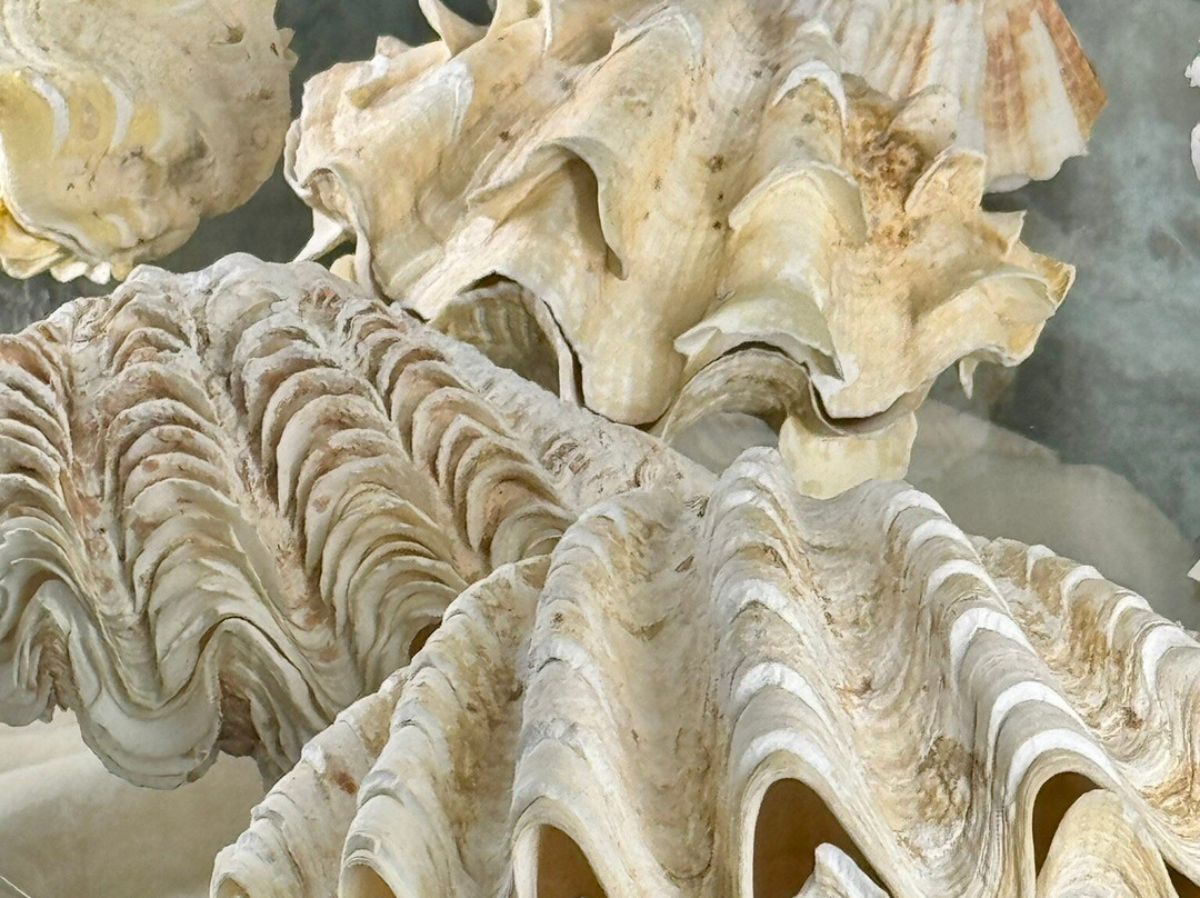 Shells Museum Malakoloski Muzej-玛卡沙必去景点