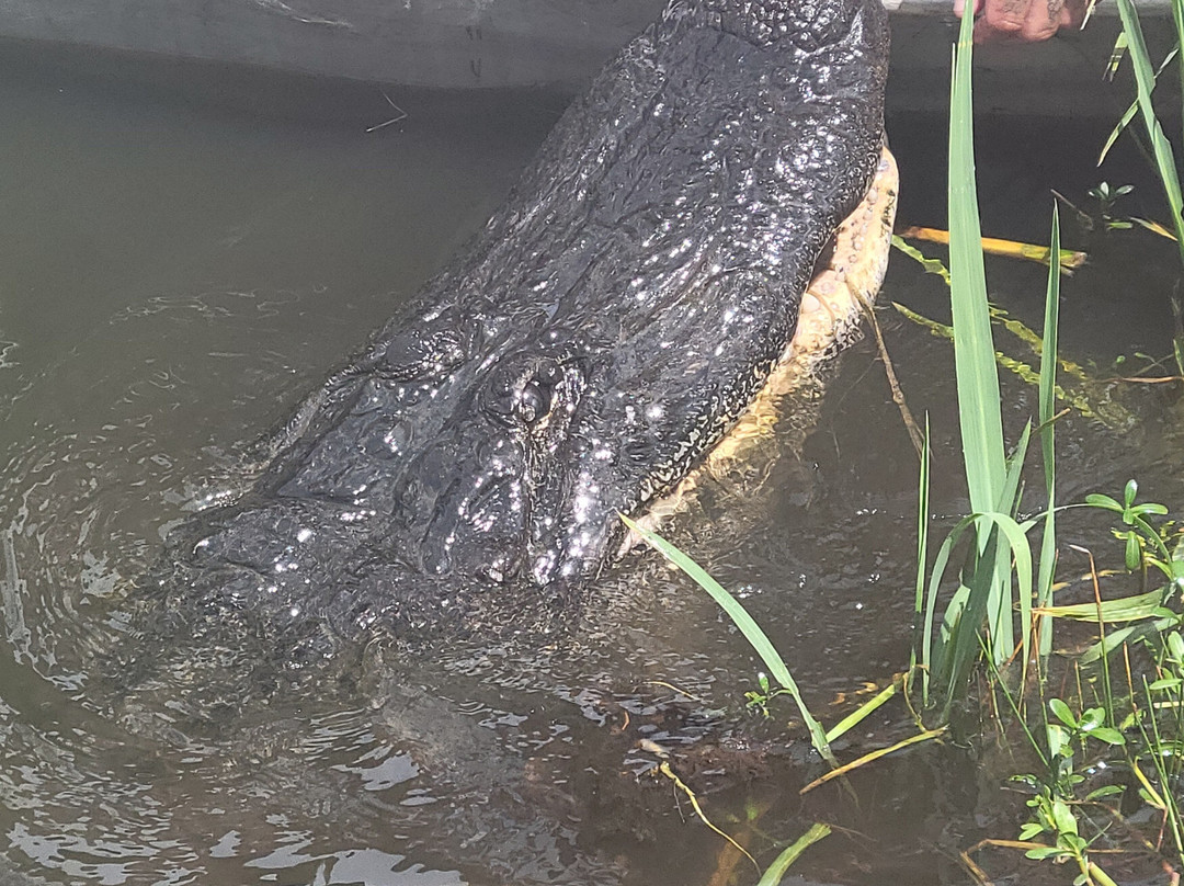 Ragin Cajun Airboat Tours-新奥尔良必去景点