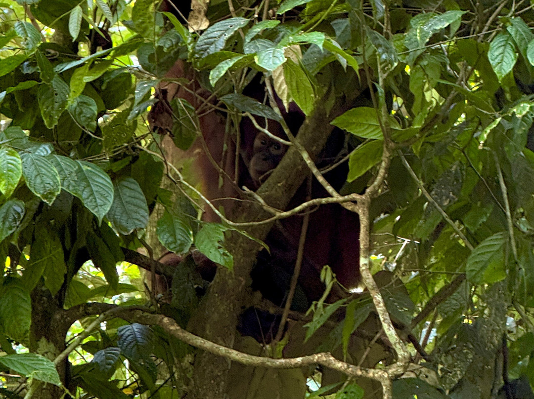 Jack Jungle Trip-Ketambe必去景点