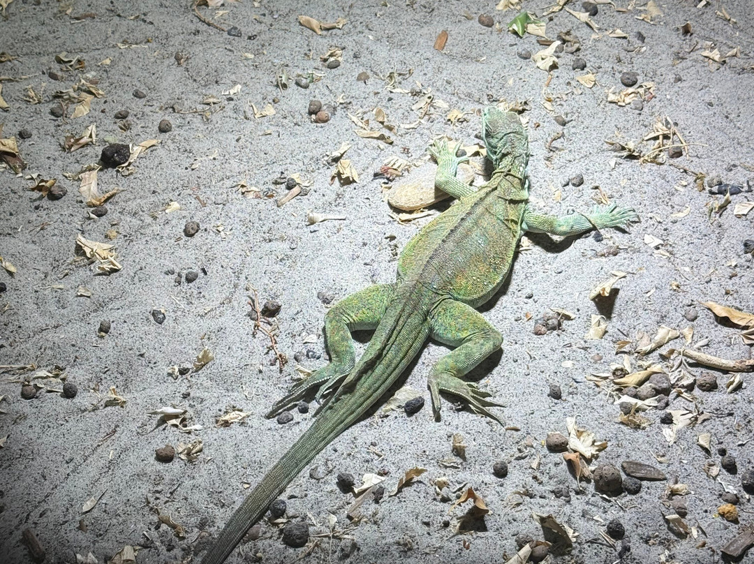 Krokodille Zoo-Eskilstrup必去景点