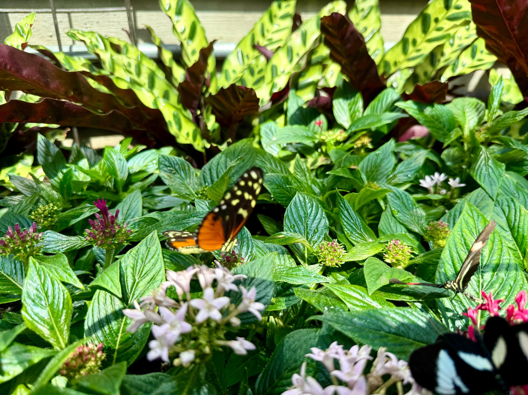 Wings of Mackinac Butterfly Conservatory-麦其诺岛必去景点