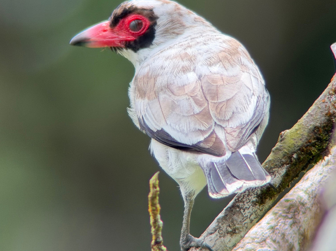 Birding Experiences-福德圣卡洛斯必去景点
