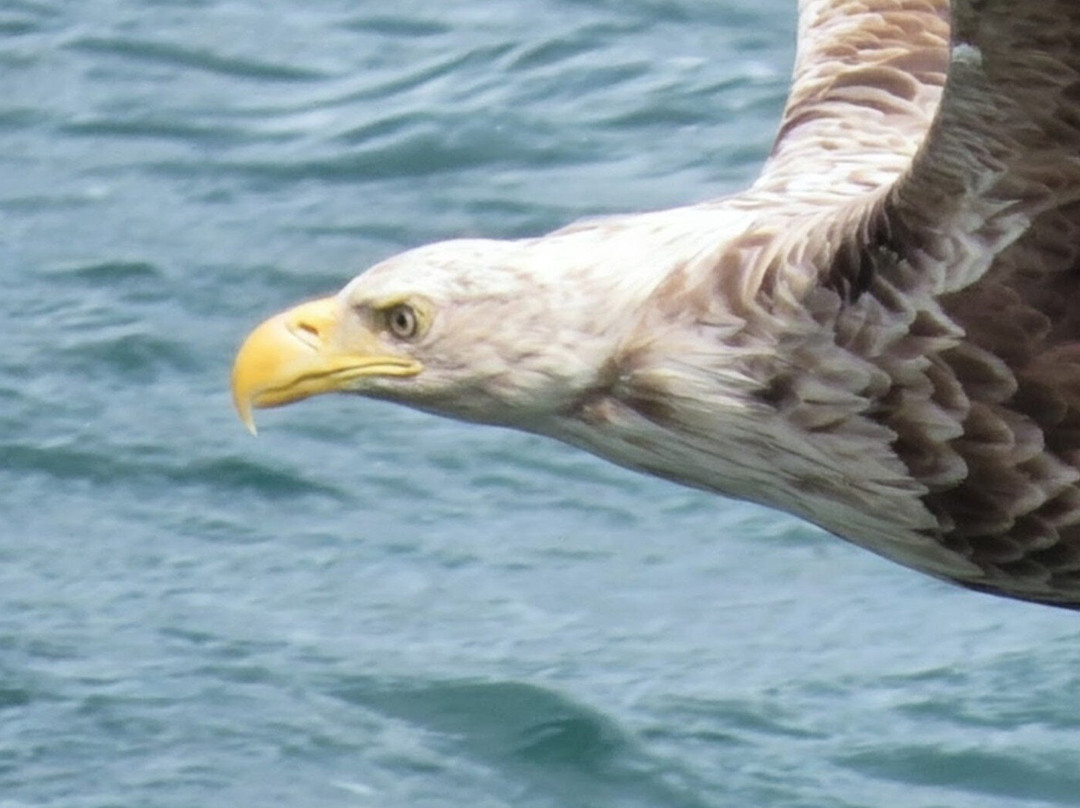 Lady Anne Wildlife Cruises-Grimsay必去景点