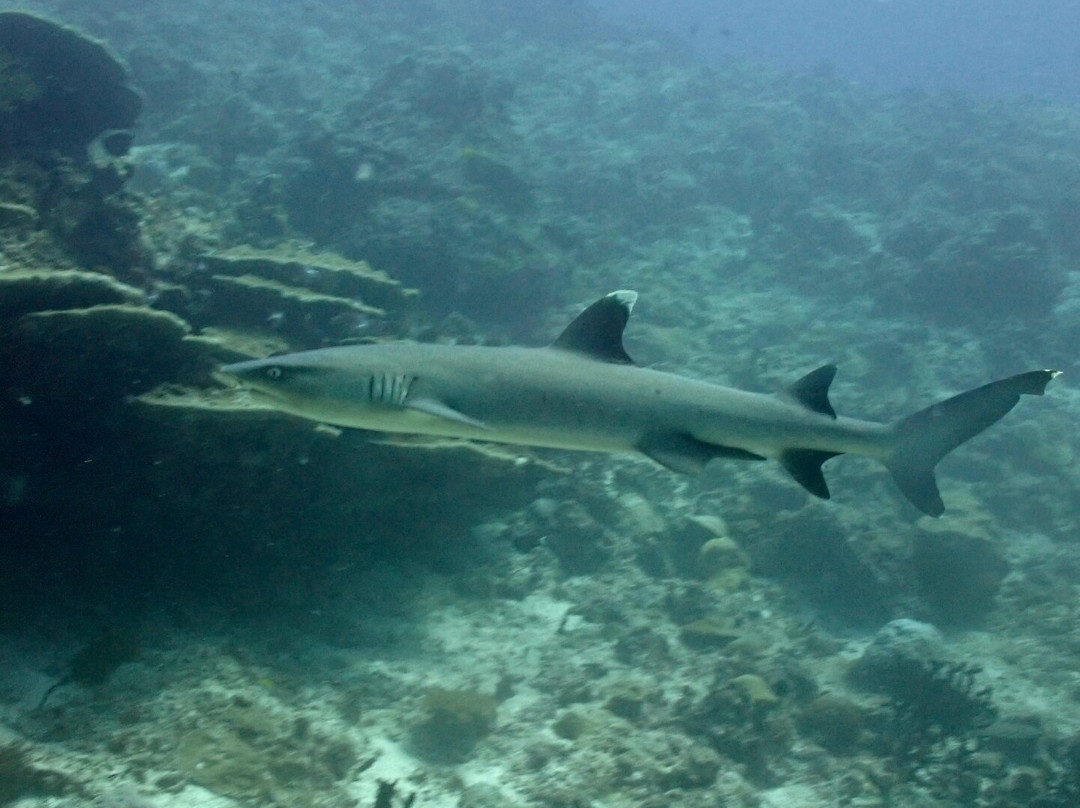 Acqua Adventures Rasdhoo-拉斯胡必去景点