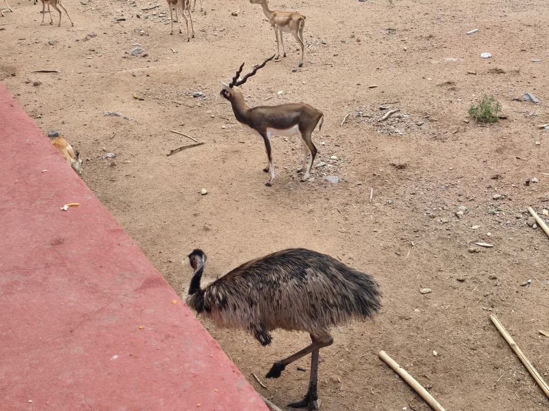 Nehru Zoological Park-海德拉巴必去景点