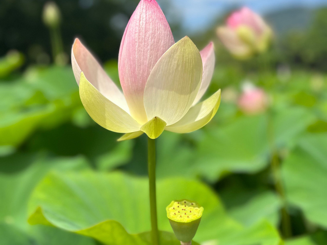 塔兰托别墅植物园-韦尔巴尼亚必去景点