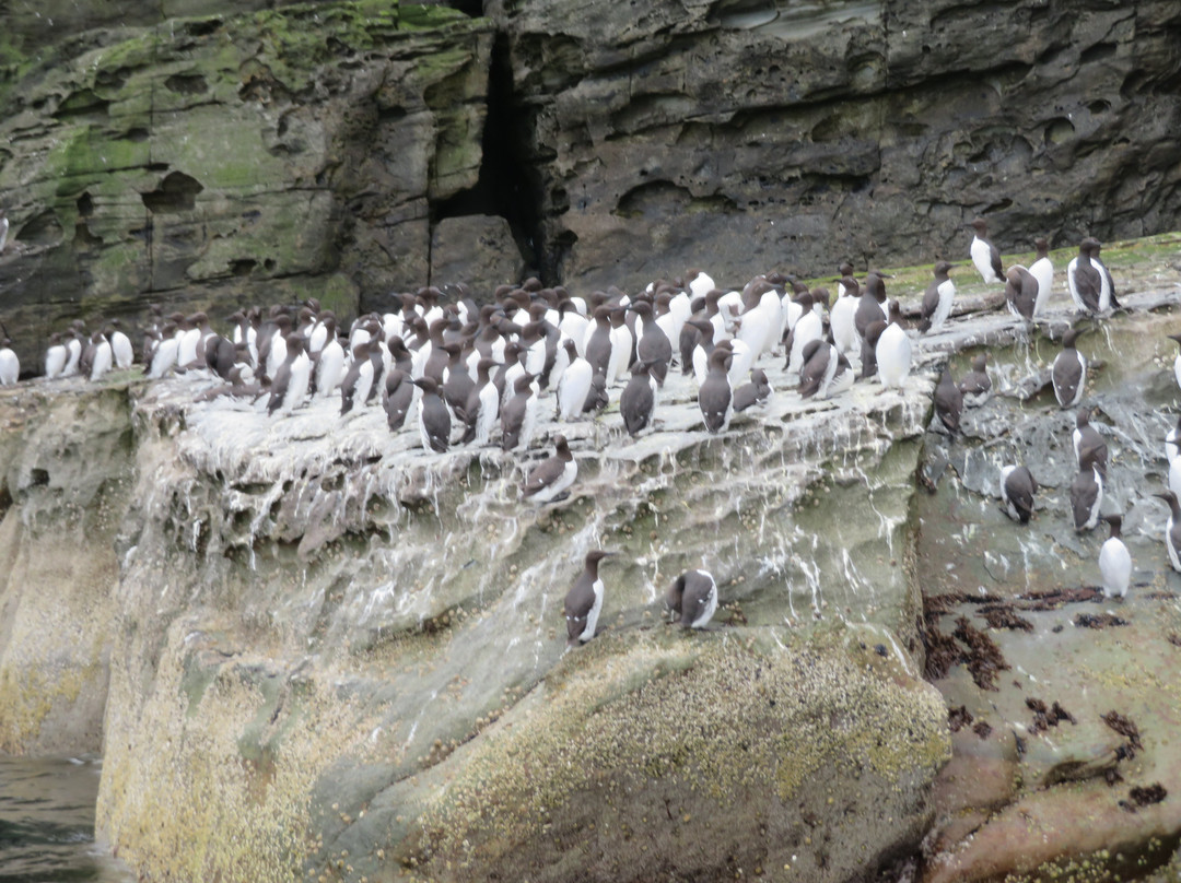 Seabirds and Seals - The Original Noss Boat Tours-Lerwick必去景点