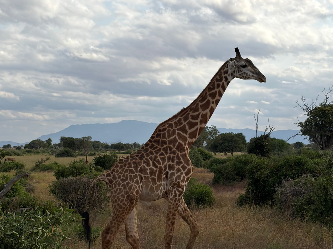 Dida Tours and Safaris-山祖必去景点