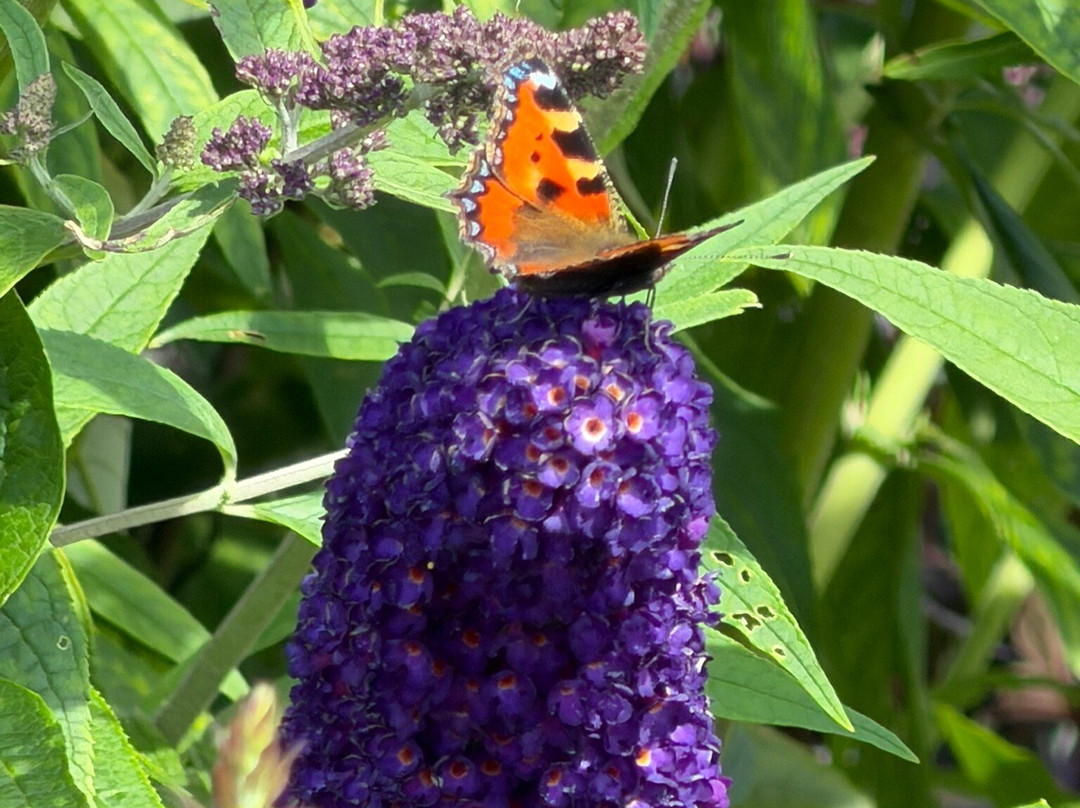National Botanic Garden of Wales-Llanarthney必去景点