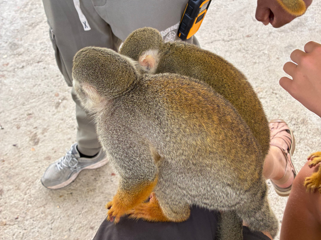 Monkey Home Puerto Plata-普拉塔港必去景点