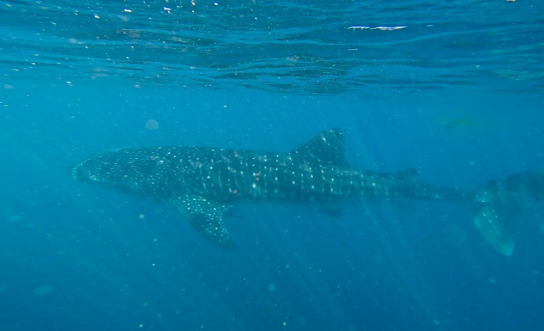 Ningaloo Whaleshark Swim-埃克斯茅斯必去景点