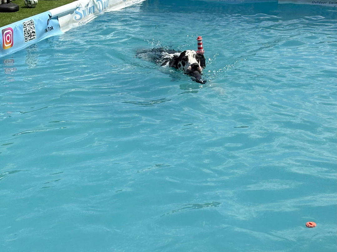 Swim Dog