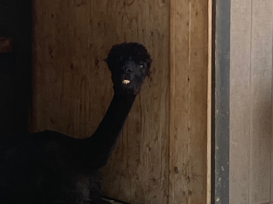 Alpacas Charlevoix-Les Eboulements必去景点
