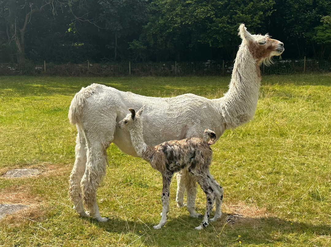 Bardsea Alpacas And Llamas-Bardsea必去景点