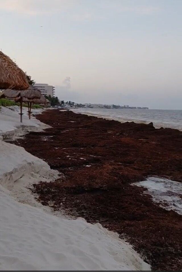 海洋珊瑚绿松石艾贝索 - 限成人- 全包式-泳池