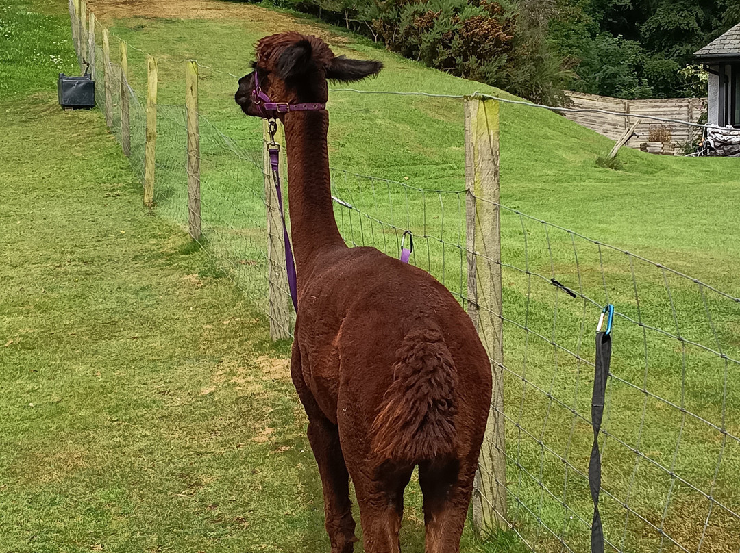 David’s Hill Alpacas-Arbroath必去景点