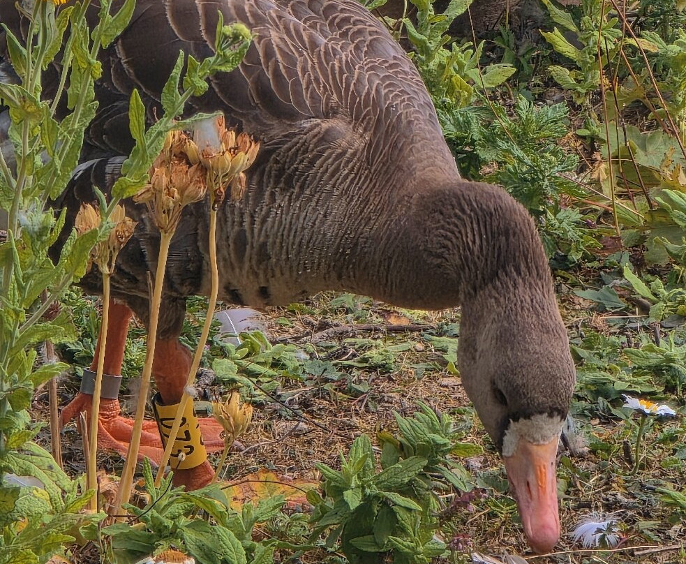 WWT Washington Wetland Centre-Washington必去景点