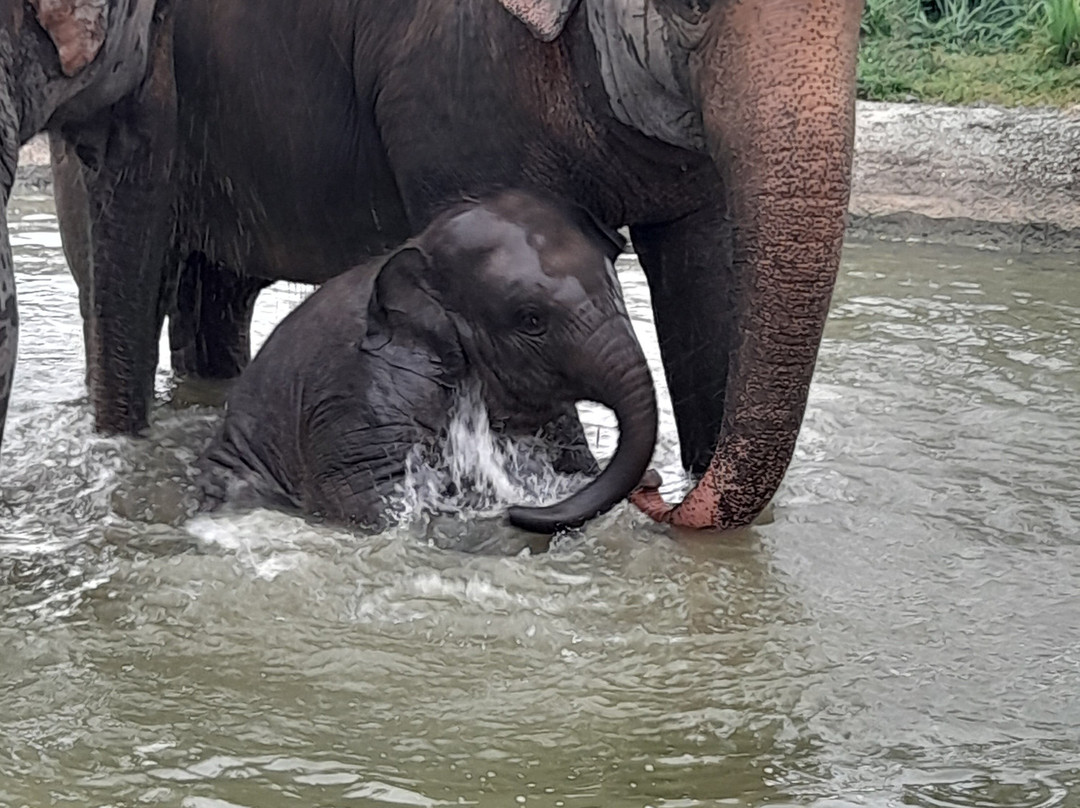 Living Green Elephant Sanctuary-清迈必去景点