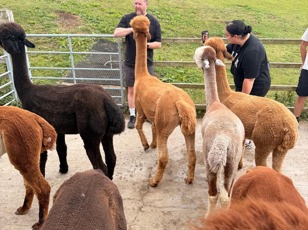 Wreay Syke Alpacas-肯德尔必去景点
