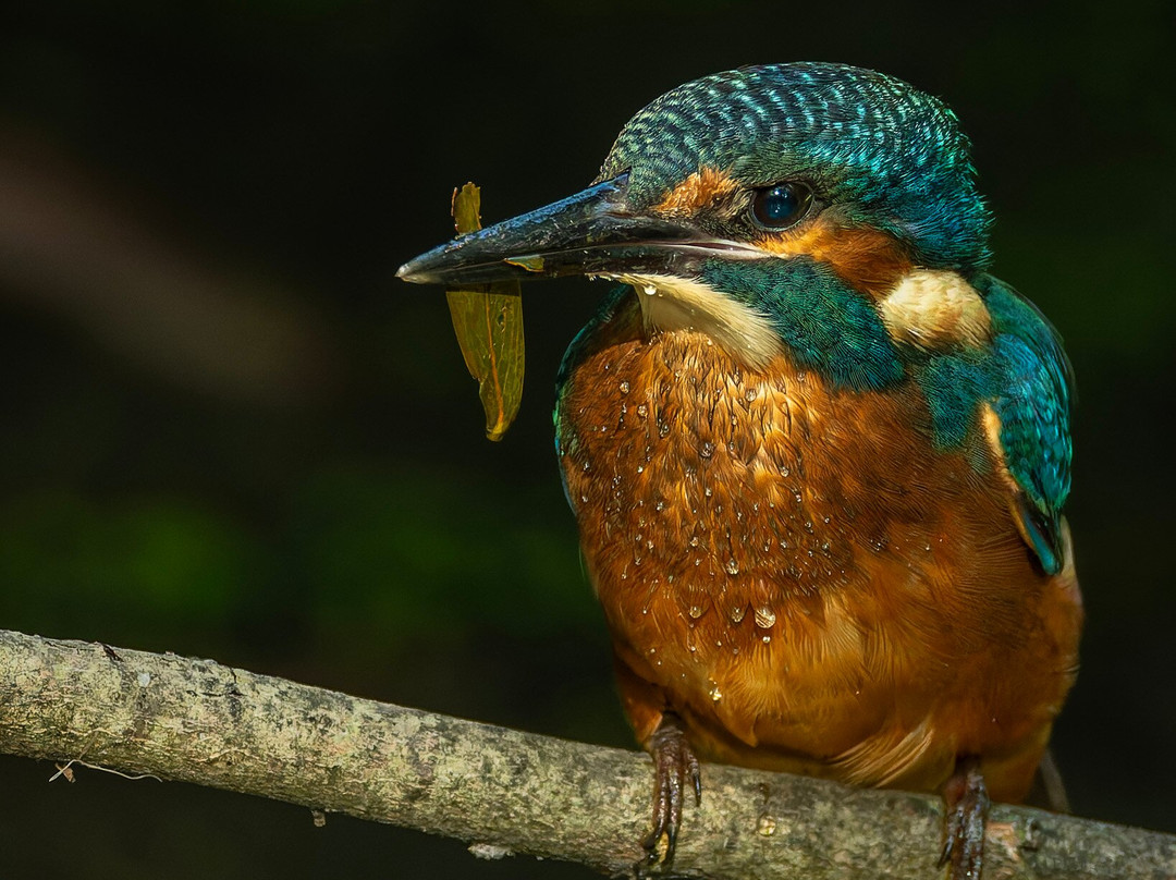 GG Wildlife Experiences Ltd-Goring-on Thames必去景点