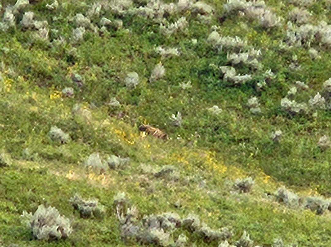 Yellowstone Wolf Tracker-加德纳必去景点