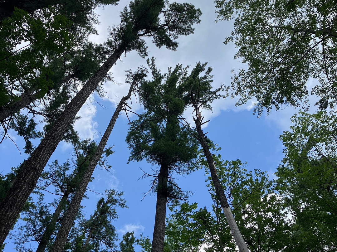 Hartwick Pines State Park-Grayling必去景点