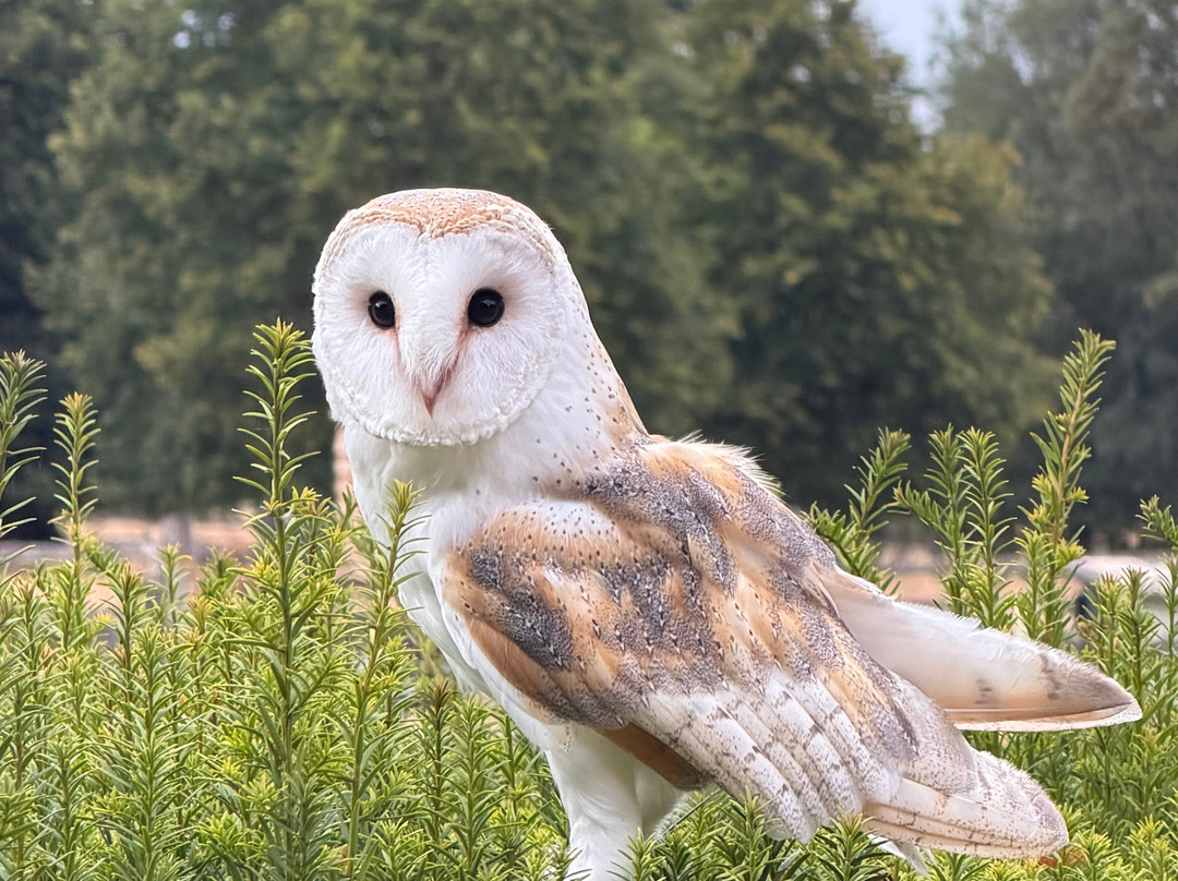 Hampshire Hawk Walks-Four Marks必去景点