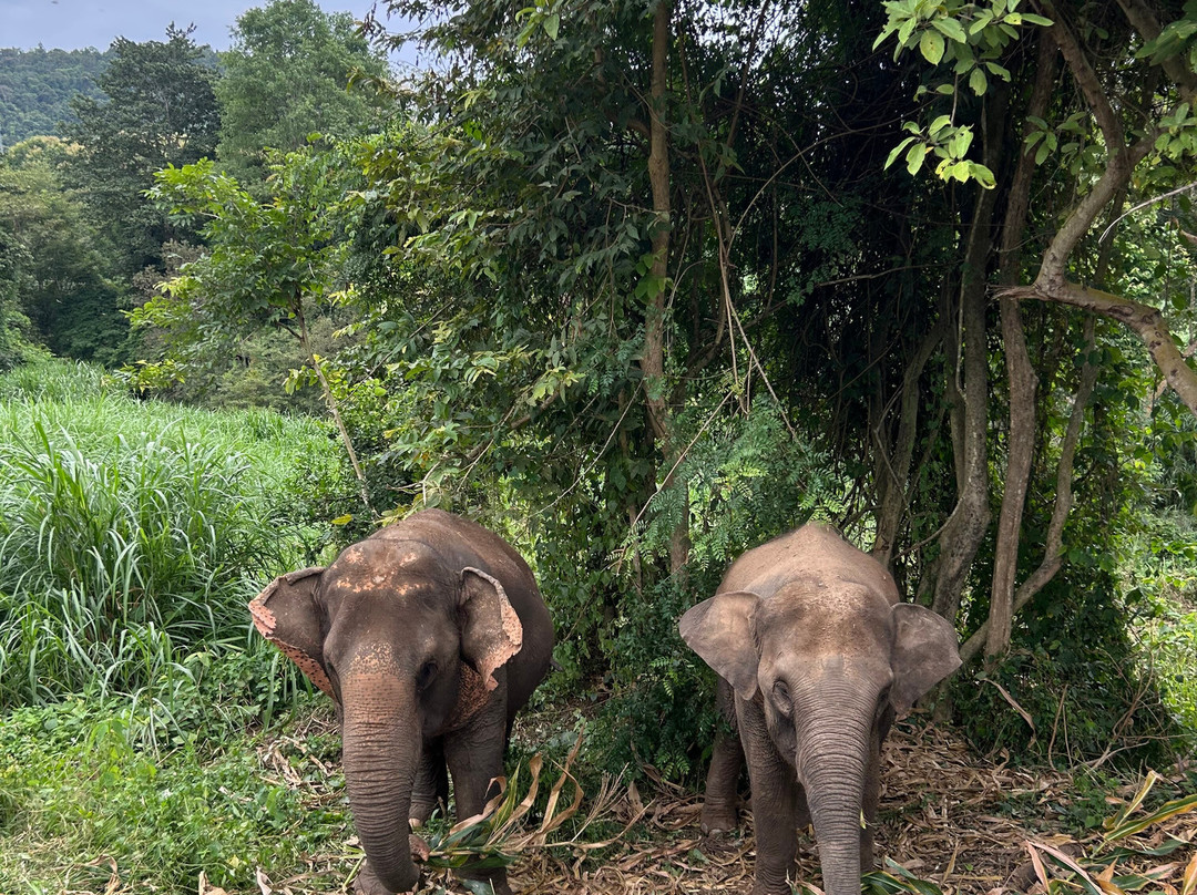 Elephant Sanctuary Care Park-清迈必去景点