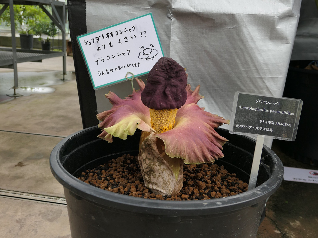 Tsukuba Botanical Garden-筑波市必去景点
