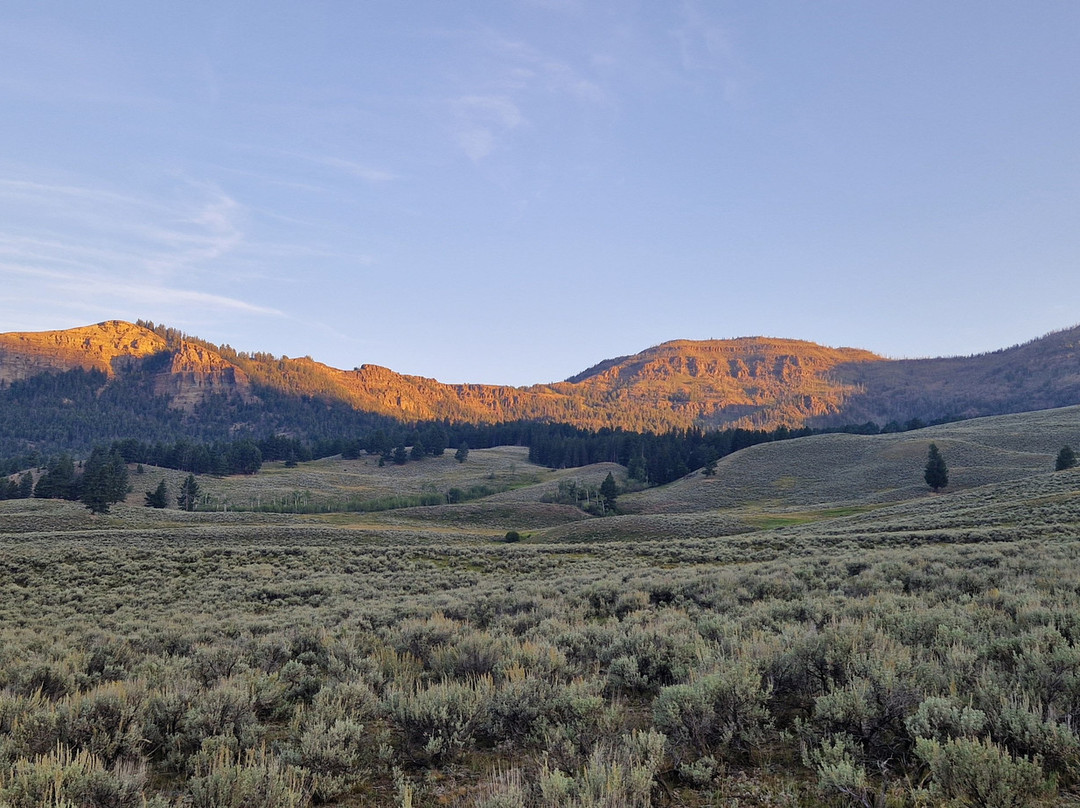 Yellowstone Wolf Tracker-加德纳必去景点