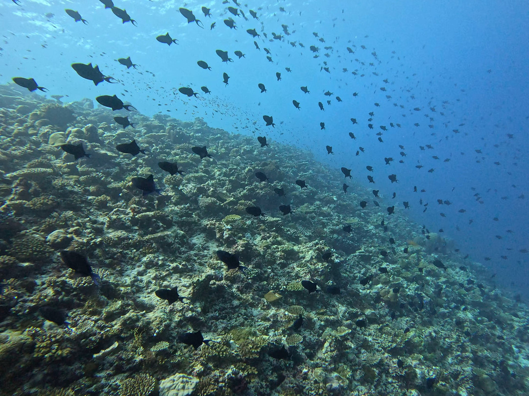 Euro-Divers LUX South Ari Atoll-南阿里环礁必去景点