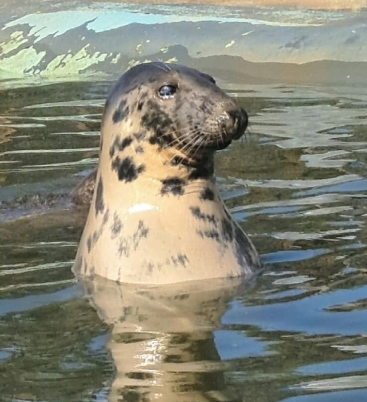 Mablethorpe Seal Sanctuary and Wildlife Centre-Mablethorpe必去景点