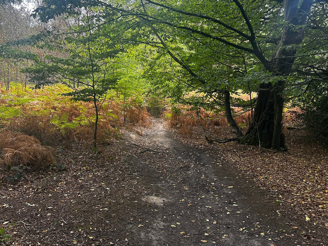 Epping Forest-Epping必去景点