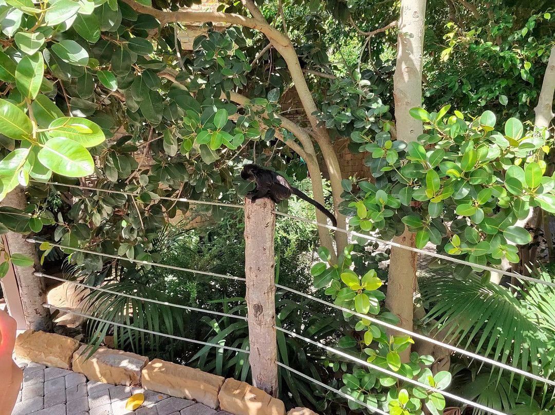 Bioparc Fuengirola-福恩吉罗拉必去景点
