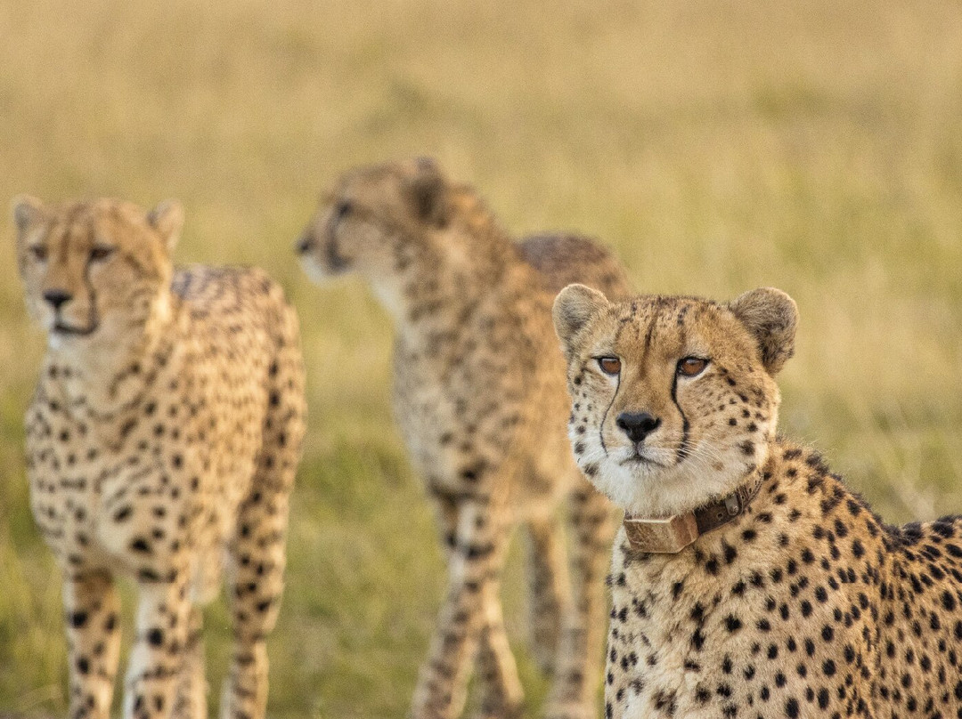 Botlierskop Private Game Reserve-莫塞尔贝必去景点