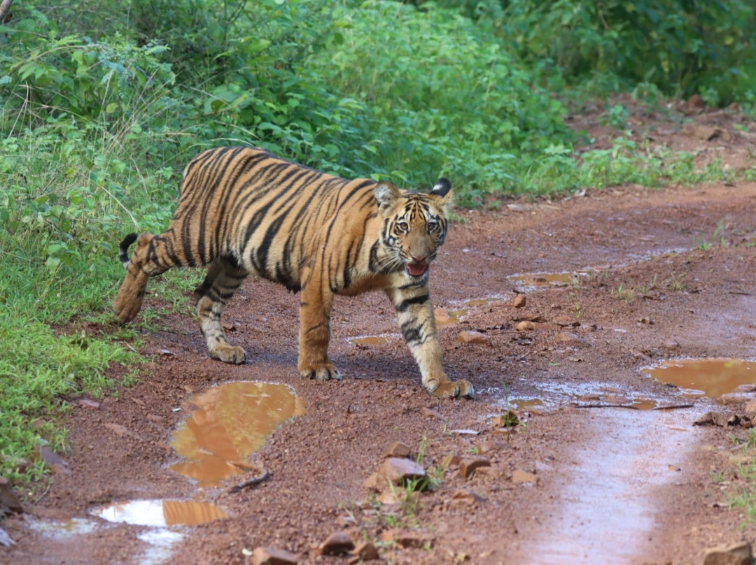 Tadoba Andhari National Park-Chandrapur District必去景点