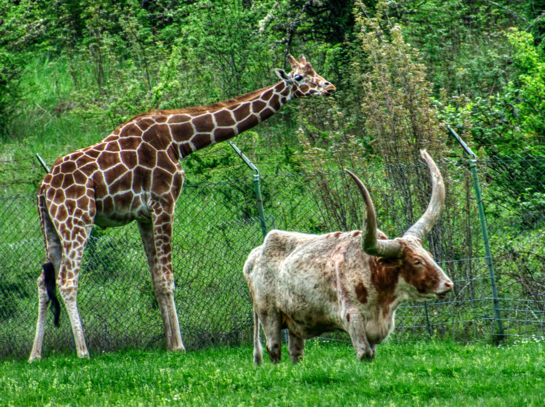 Wildlife Safari-Winston必去景点