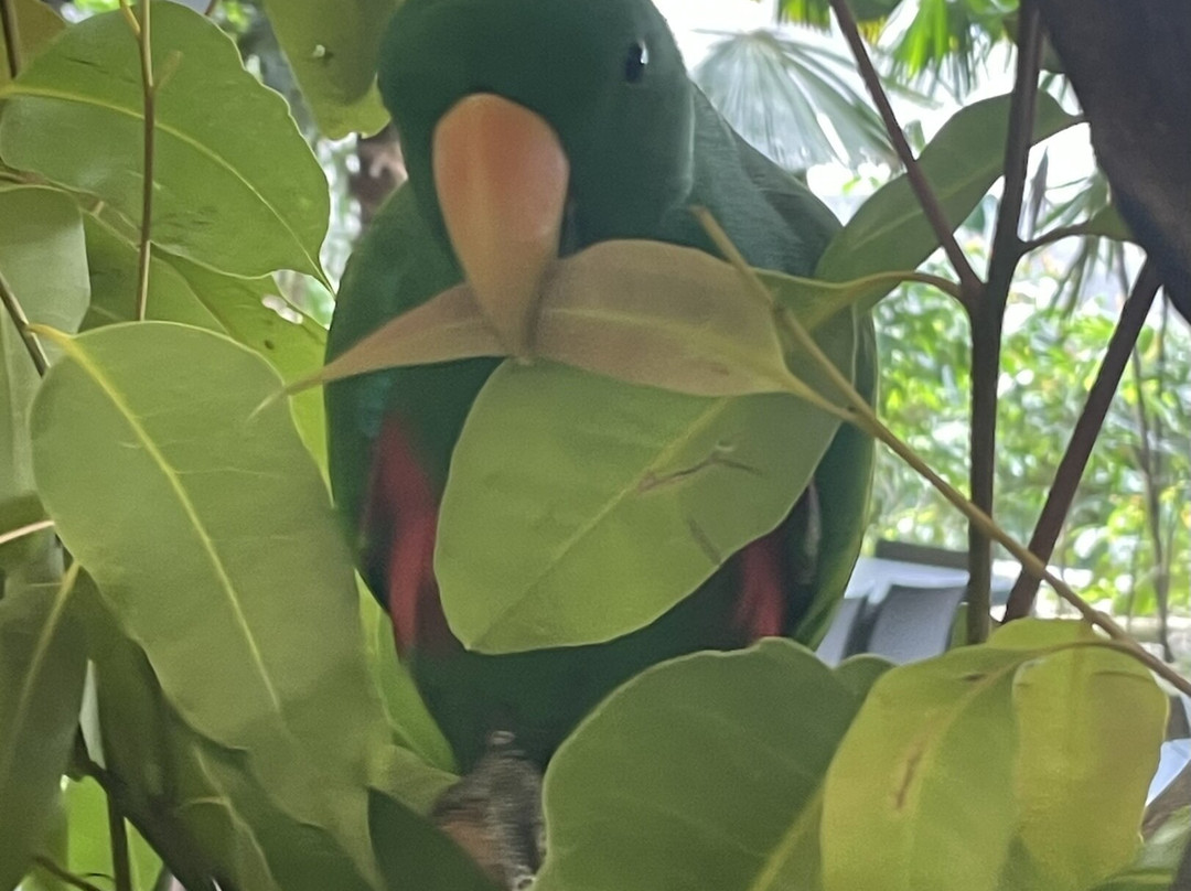 Wildlife Habitat Port Douglas-道格拉斯港必去景点