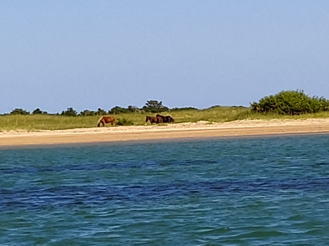 Crystal Coast Ecotours-莫尔黑德城必去景点