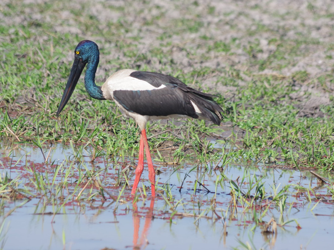 Wildlands Wetlands Safari Cruises-达尔文市必去景点
