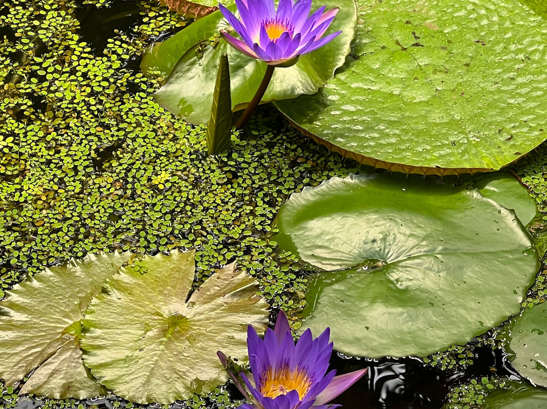Botanischer Garten-奥尔登堡必去景点