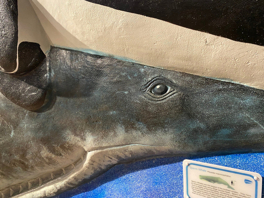 South Australia Whale Centre-维克多港必去景点