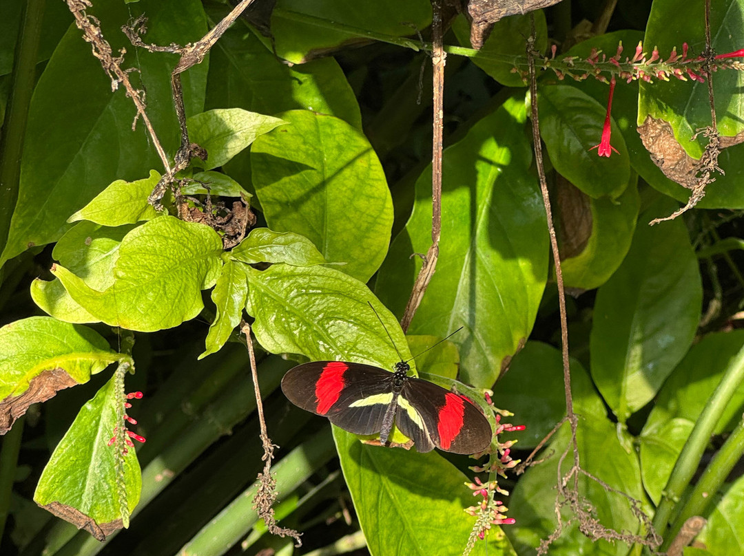 Butterfly Wonderland-斯科茨代尔必去景点