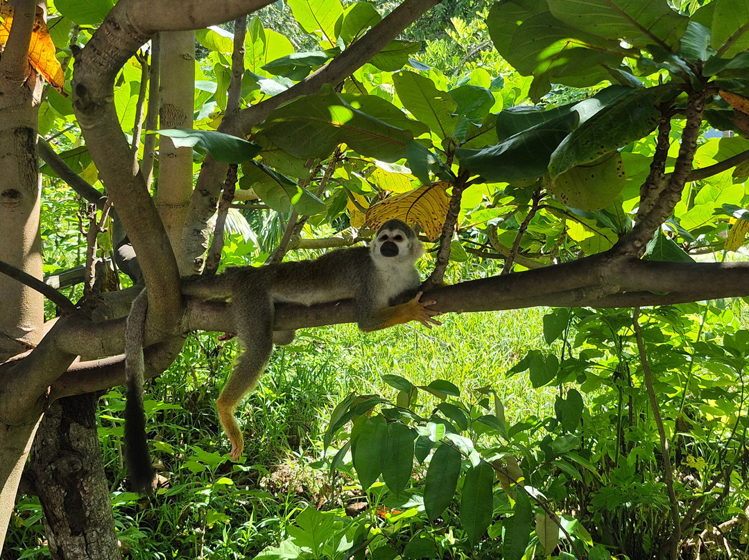 Monkey Home Puerto Plata-普拉塔港必去景点