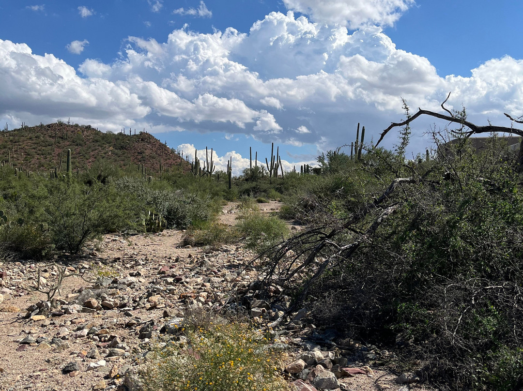 Tucson Mountain Park West-图森必去景点