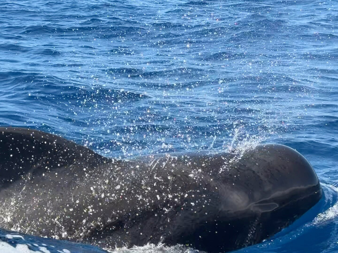Whale Watch Tenerife-奥德杰海岸必去景点