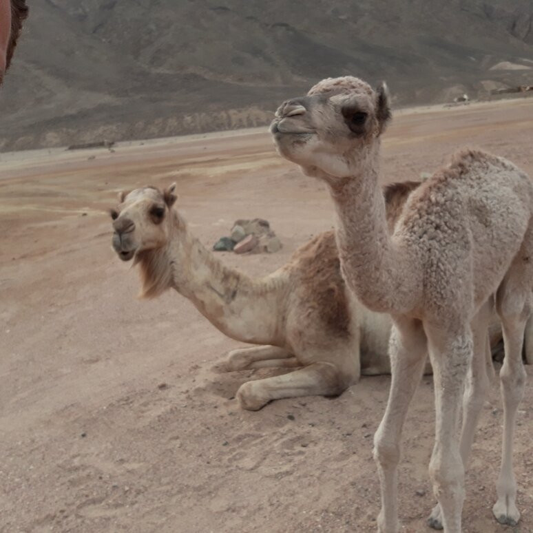 Sea Dancer Dive Resort-达哈卜必去景点