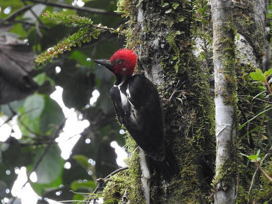 Mindo Reisen Im Nebelwald-明多必去景点